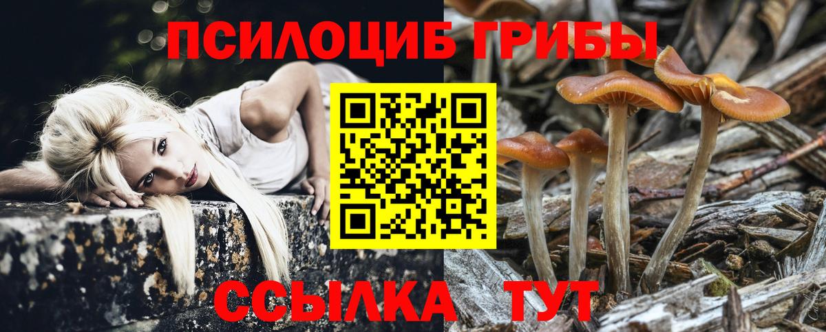 Галлюциногенные грибы Psilocybine cubensis Дагестанские Огни